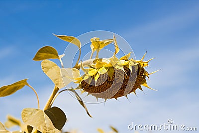 Ripe sunflower disk head heavy bend under hot summer sun in clear blue sky, peaceful midday in agricultural farm field Stock Photo