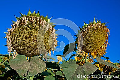 Ripe sunflower field Stock Photo