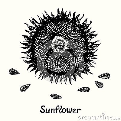 Ripe sunflower head with seeds, outline simple doodle drawing with inscription Stock Photo