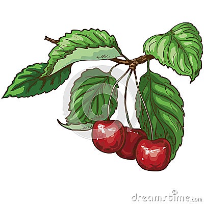 Ripe sweet cherries Vector Illustration