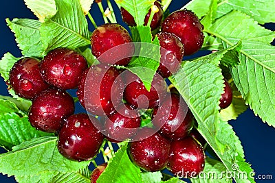 Ripe sweet cherry Stock Photo