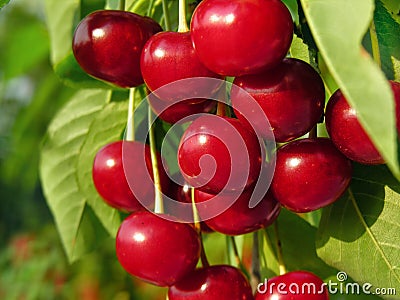 Ripe sweet cherry on a tree Stock Photo