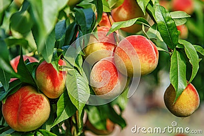Ripe sweet peach fruits growing on a peach tree branch Stock Photo