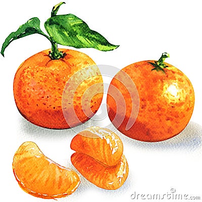 Ripe tangerine or clementine with green leaf, orange citrus fruits peeled segments, isolated, watercolor illustration Cartoon Illustration