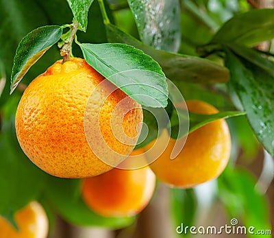 Ripe tangerine fruits between green tree lush. Close-up Stock Photo