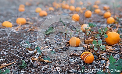 Ripe tangerine fruits on a ground Stock Photo