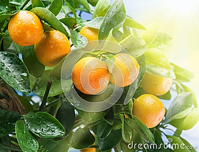 Ripe tangerine fruits in the sunlight. Stock Photo