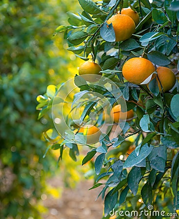 Ripe tangerine fruits on a tree branches, close up vertical shot Stock Photo