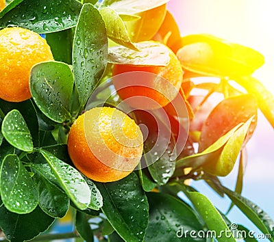 Ripe tangerine fruits on the tree in the sunlight Stock Photo