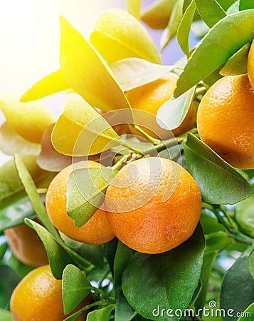 Ripe tangerine fruits on the tree in the sunlight Stock Photo