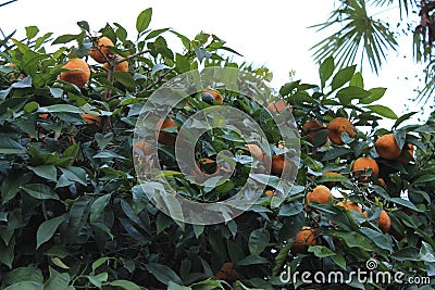 Ripe tangerines on the tree Stock Photo