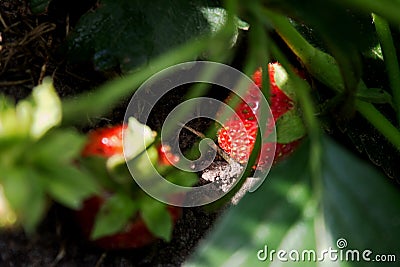 Ripe red strawberries in the garden close-up Stock Photo