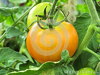 Ripe tomato on branch. Growing vegetables. Agriculture Stock Photo
