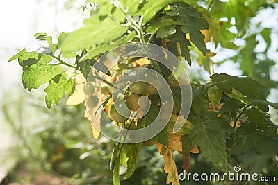 Ripe tomatoes on a background of yellow foliage. A bunch of tomatoes. Home gardening. Organic farming. Yellow ripe Stock Photo
