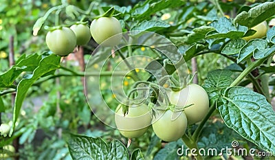 Ripe tomatoes on a bush in the open field in clear weather close-up. Agrarian and farming concept Stock Photo