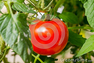 Ripe tomatoes Stock Photo