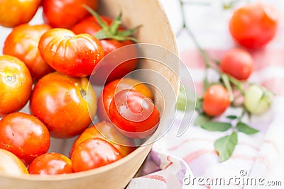 Ripe tomatoes in the sieve, tomatoes are prepared for preparing preserves Stock Photo