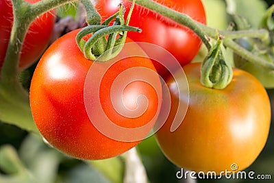 Ripe tomatoes on a tomato bush in a garden Stock Photo