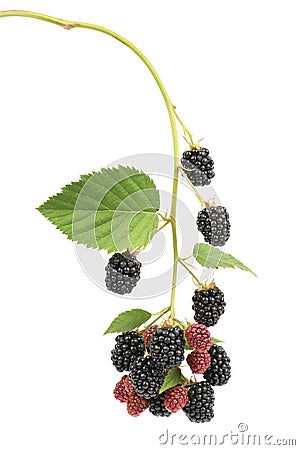 Ripe and unripe blackberry Stock Photo