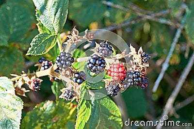 Ripe and unripe blackberrys, Rubus sectio Rubus. Stock Photo