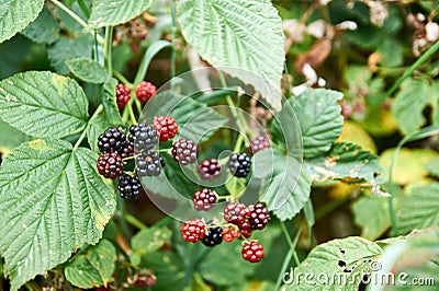 Ripe and unripe blackberrys, Rubus sectio Rubus. Stock Photo