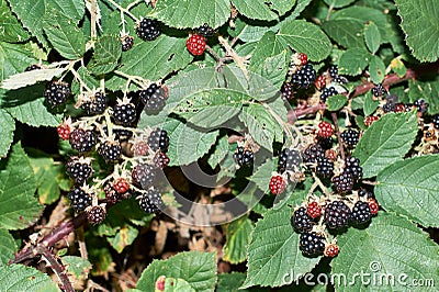 Ripe and unripe blackberrys, Rubus sectio Rubus. Stock Photo