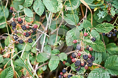 Ripe and unripe blackberrys, Rubus sectio Rubus. Stock Photo