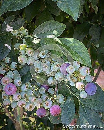 Ripe and unripe blueberries on a bush. Closeup. Stock Photo