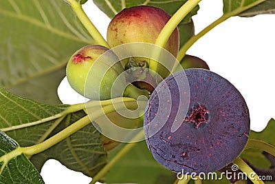 Ripe and unripe figs on a tree Stock Photo