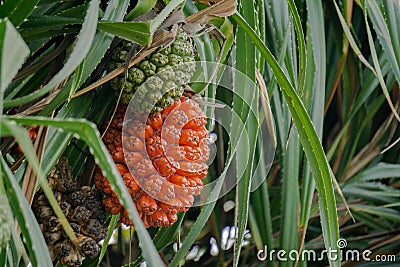 Ripe and unripe fruit of pine or Pandanus odorifer on the tree. Stock Photo
