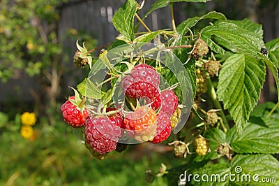 Ripe and unripe raspberries with green leaves Stock Photo