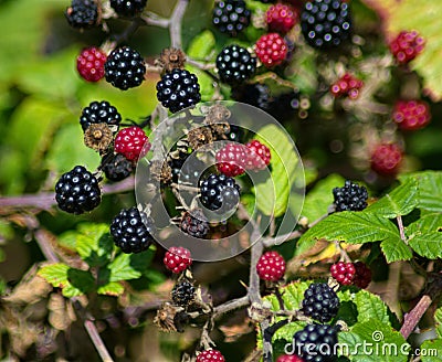 Ripe & unripened seasonal autumnal wild Blackberries. Stock Photo