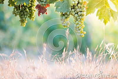 Ripe Vine grapes on a farm, straw and copy space. Tuscany, Italy Stock Photo