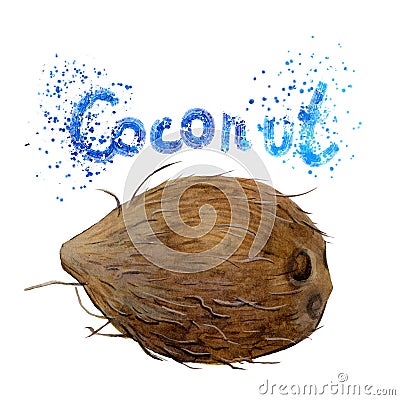 Ripe Watercolor coconut illustration. Cartoon Illustration