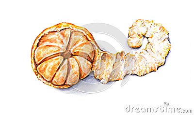 Ripe watercolor peeled tangerine. Handwork. Tropical fruit. Healthy food Stock Photo