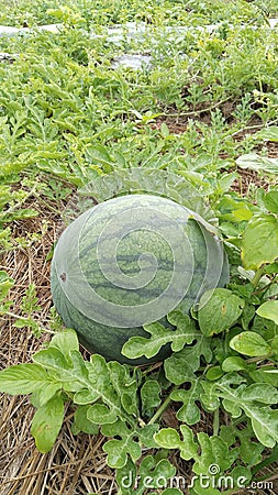 Ripe watermelon garden Stock Photo