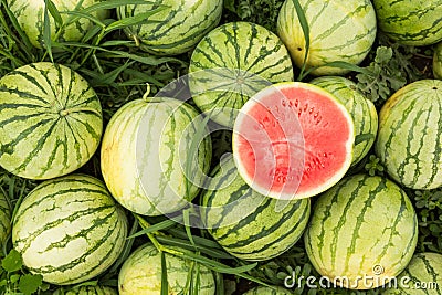 Ripe watermelons on the field, harvesting. Cut red watermelon Stock Photo