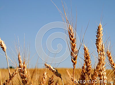 Ripe wheat Stock Photo