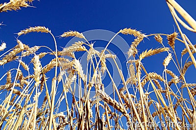 Ripe Wheat Stock Photo