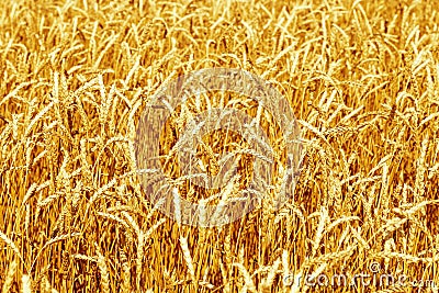 Ripe wheat in an agricultural field against blue sky with clouds Stock Photo