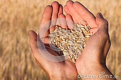 Ripe wheat bean seed in farmer hands. Stock Photo