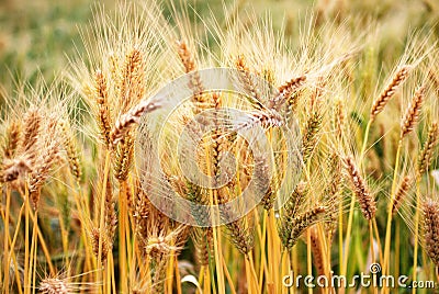 Ripe wheat crop Stock Photo