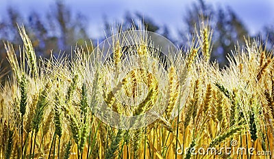 Ripe wheat crop Stock Photo