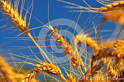 Ripe Wheat Ears Stock Photo