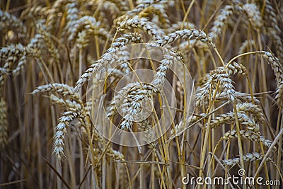 Ripe wheat ears in a field. Wheat field.Ears of golden wheat close up. Background of ripening ears of meadow wheat field Stock Photo