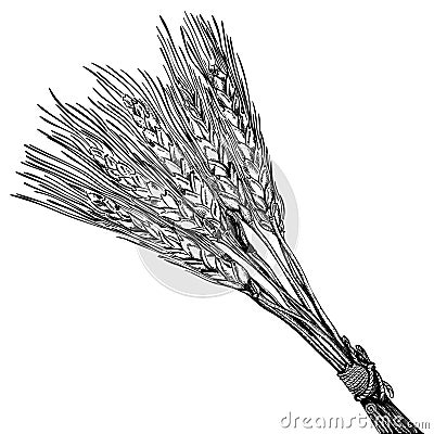 Ripe wheat Vector Illustration