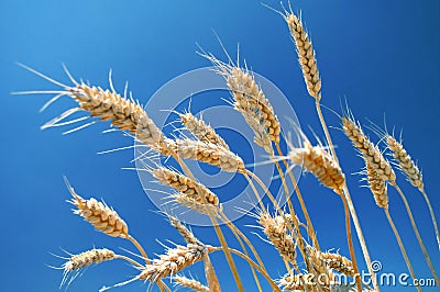 Ripe wheat field Stock Photo