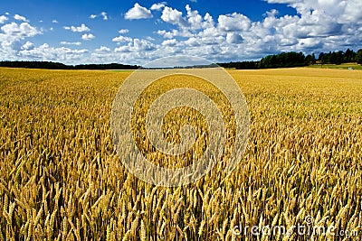 Ripe wheat field Stock Photo