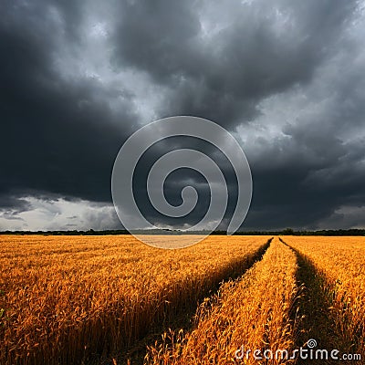 Ripe wheat field and dramatic clouds Stock Photo