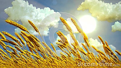 ripe wheat spikelets on field at fine summer day , conceptual nature 3D rendering Cartoon Illustration